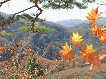 探索澳門文化之經(jīng)典十三行與獨(dú)特生肖碼，精準(zhǔn)實(shí)施解析_頂級(jí)款76.42.71