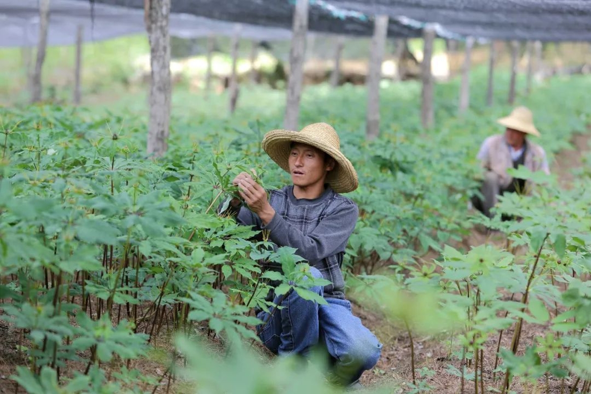 中藥材種植基地