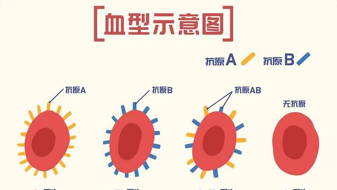 血型能判斷親子關(guān)系嗎