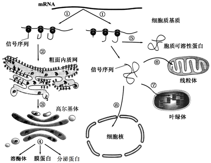 離心機(jī)分離細(xì)胞器原理,離心機(jī)分離細(xì)胞器原理及科學(xué)依據(jù)解析說(shuō)明,數(shù)據(jù)解答解釋定義_V270.42.22