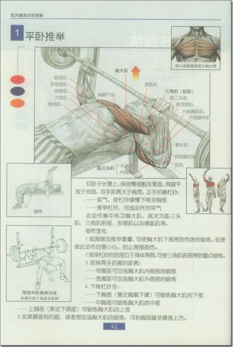 股二頭肌訓(xùn)練方法圖解