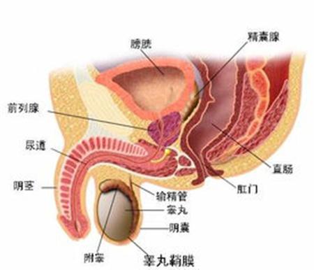 前列腺鈣化灶是怎么回事,前列腺鈣化灶是怎么回事？實(shí)地評(píng)估說明解析,深入數(shù)據(jù)執(zhí)行解析_GM版86.20.86