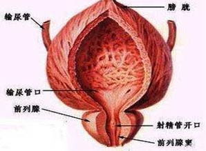 前列腺炎的?？漆t(yī)院哪家好,前列腺炎的專科醫(yī)院評估與專業(yè)說明，尋找最佳醫(yī)療關(guān)懷的場所,可靠計劃策略執(zhí)行_限量版36.12.29