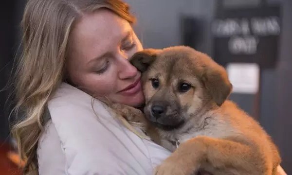 韓一家九口離奇遇難，僅余一犬幸存