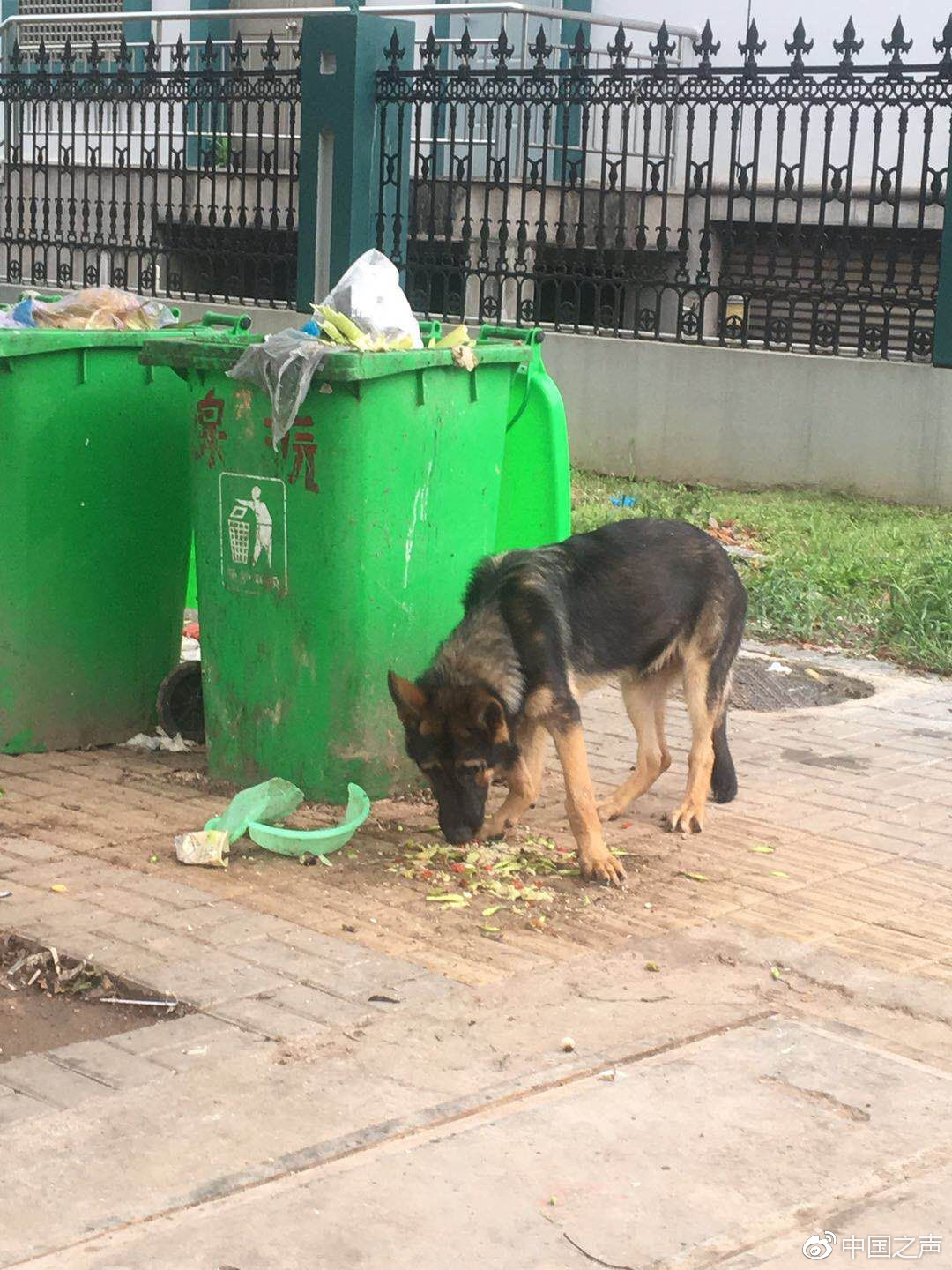 云南一警犬連續(xù)4周被基地“通報”數(shù)據(jù)實施整合方案_app21.25.36