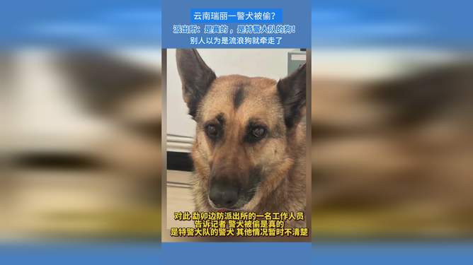 云南一警犬連續(xù)4周被基地“通報(bào)”真實(shí)解答解釋定義_經(jīng)典版76.80.85