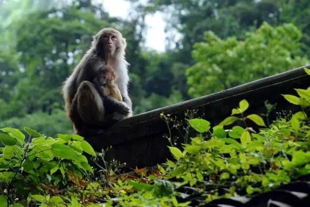 武漢一公園出售猴子 單價3000元起深入數(shù)據執(zhí)行方案_XP95.98.93