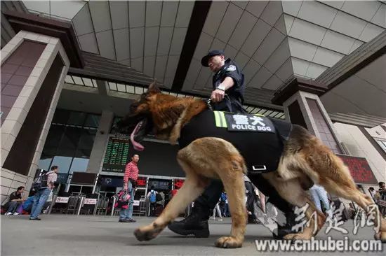 四只警犬挨個(gè)被點(diǎn)名通報(bào)批評精細(xì)化計(jì)劃執(zhí)行_MR30.37.16