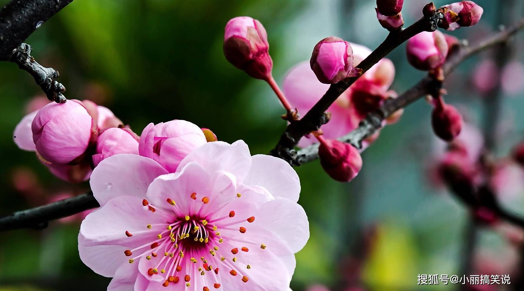 十二生肖中梅花是哪幾只生肖,火箭本賽季已取得30勝 近7年最快安全解析方案_元版35.13.45